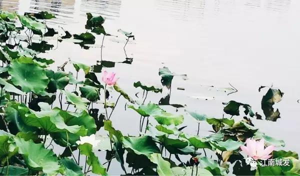 江南荷葉、蓮花