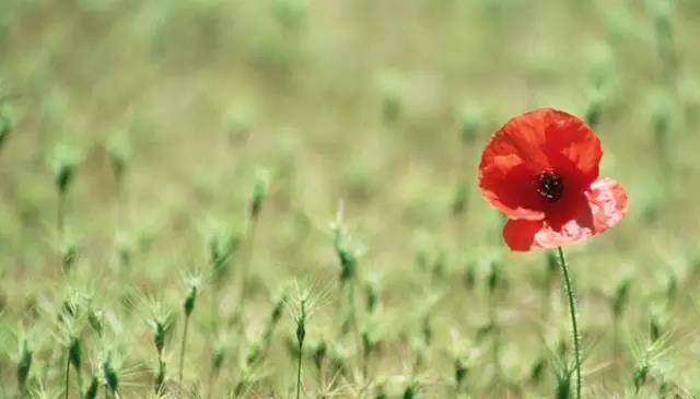 2017，常德正娉婷，迎春自生輝